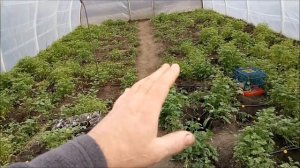 Урожай редиса в неотапливаемой теплице уже в АПРЕЛЕ.