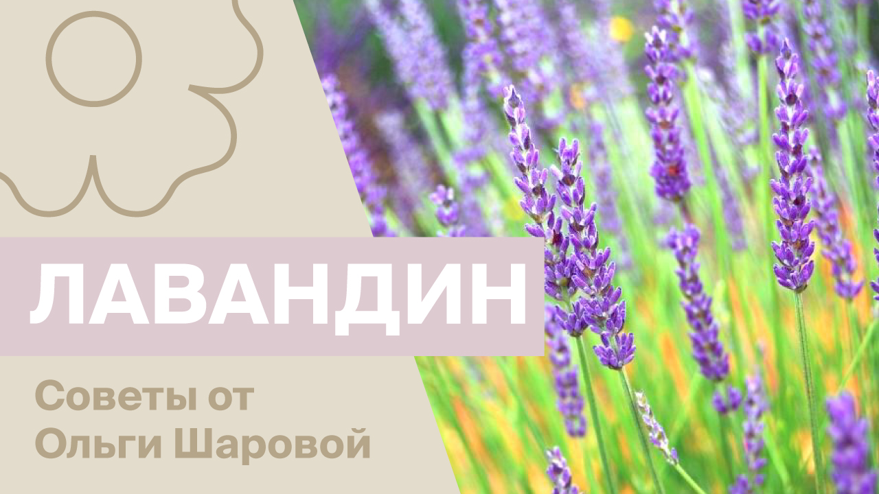 Лавандин: советы от Ольги Шаровой