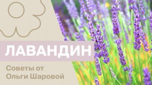 Лавандин: советы от Ольги Шаровой