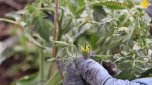 Интересный опыт! Посадка томатов в траншею