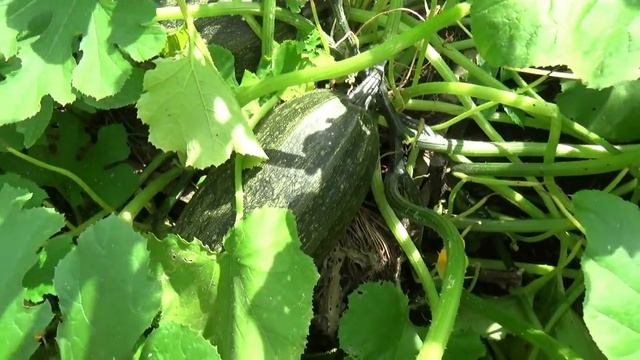 Прогулка по саду-огороду в начале августа. Голосемянные тыквы гиганты. Гортензии, розы, хосты, пруд смотреть онлайн