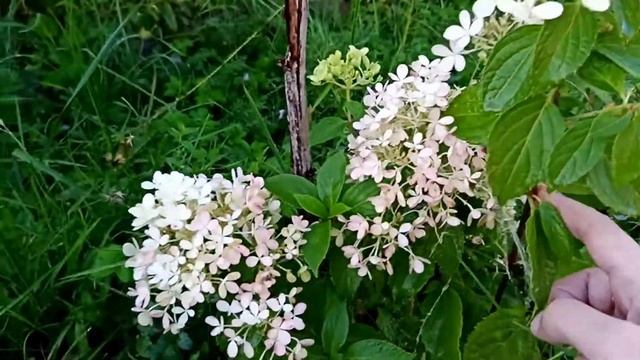 Гортензия метельчатая Мохито. смотреть онлайн