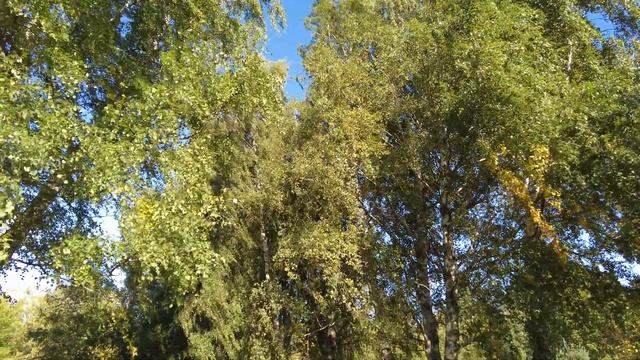 Березы в парке на ветру.../Наедине с природой/ (4К) Таллинн Эстония #estonia #tallinn смотреть онлайн