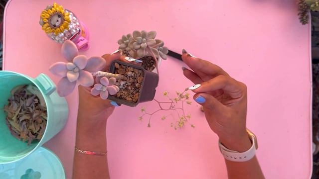 Graptopetalum Ellen - Como Estresar Suculentas Rosas