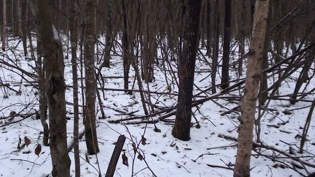 Охота с горнчей на зайца. РПГ Добыч. Подъем на глаз. Беляк катит прямо в ноги!!! смотреть онлайн