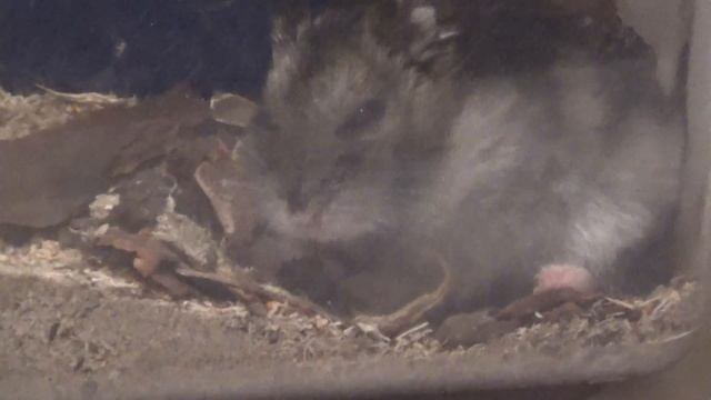 Very sleepy hamster. Funny animals. Очень сонный хомячок смотреть онлайн