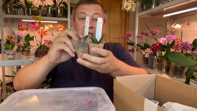 ОРХИДЕИ НОВИНКИ роскошный обзор новинок 5 орхидей и 1 биг лип смотреть онлайн