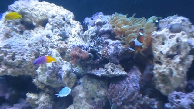 Kevin's 265 Gallon Reef HD смотреть онлайн