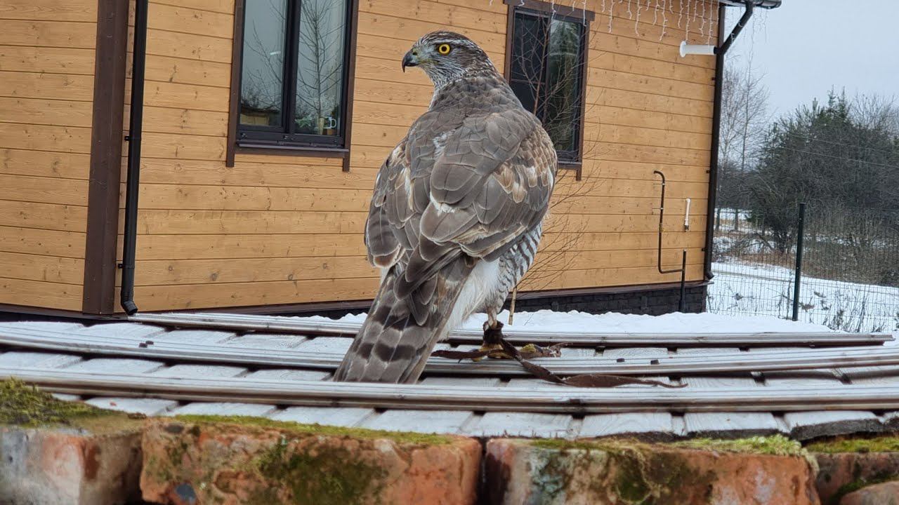 Yoll's добрый Stream из Совиного дола. Кормим птиченек, бегаем под берёзой с Клюквой, жарим грибы