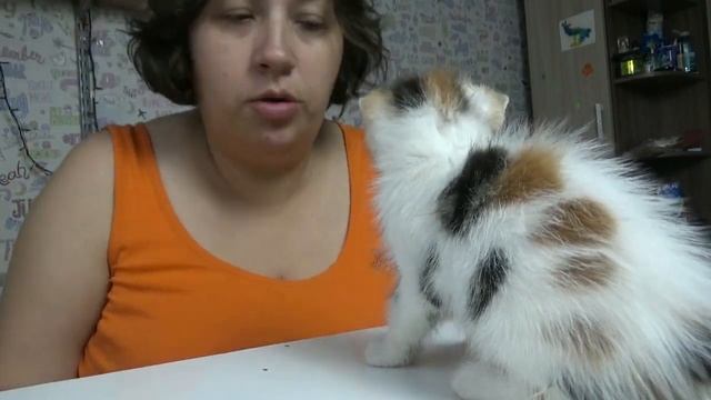 Как избавить кошек от блох безопасно и быстро? Уход за питомцами Веселая семейка смотреть онлайн