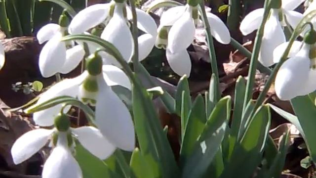 Кокичета, Snowdrops, Galanthus nivalis смотреть онлайн