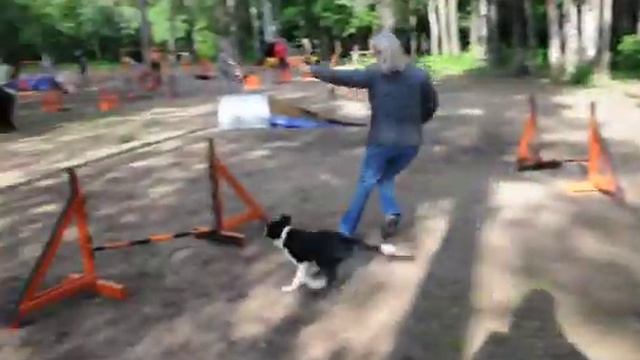 Уни 2010_06_10 аджилити.AVI смотреть онлайн