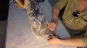 Стрижка Йорка дома, первая попытка. Обзор машинки для груминга: Pet Clipper LED-Display.