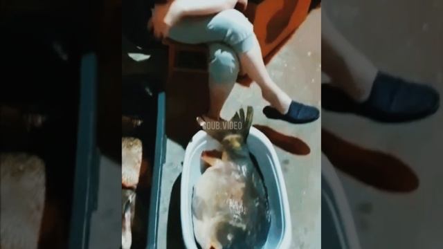 Съездил у меня муж на эту вашу рыбалку. Не поняла зачем рыбу привёз смотреть онлайн