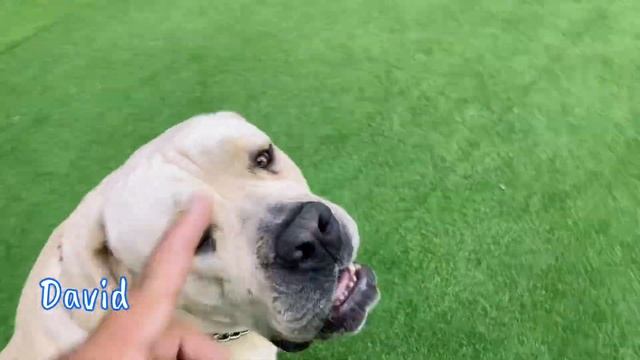 Boerboel Family (south african mastiff) training смотреть онлайн