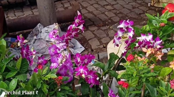 Flower Plants Market | Celosia Chrysanthemum Plant Orchid Cosmos Marigold Rose At Cheapest Prices