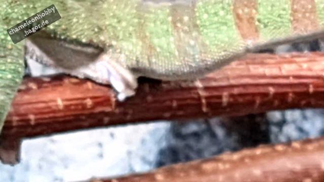 Pantherchamäleon - selbstständige Hemipenes Reinigung durch Absonderung der Sperma Ablagerungen. смотреть онлайн