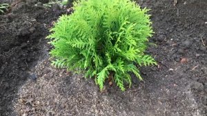 ПОСАДКА ТУИ ДАНИКА