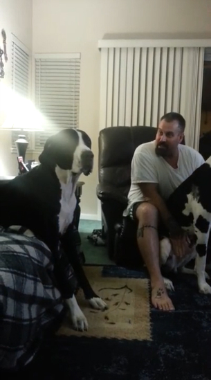 Избалованный пёс смотреть онлайн