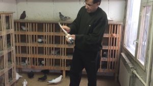 Как глистогонить голубей и обрабатывать от пероедов и паразитов "Ивермеком". 25.12.18.