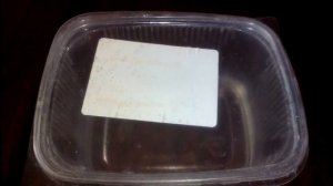 Яванский мох разведение