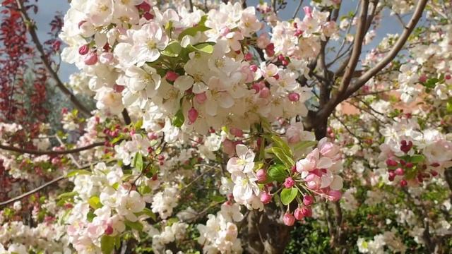 Создаю свой сад под солнцем Тосканы ☘?? смотреть онлайн