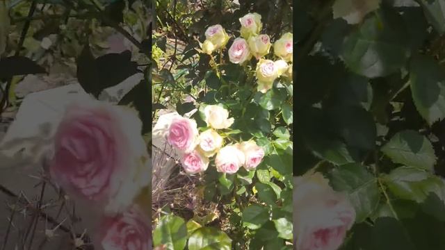 Роза Джелато смотреть онлайн