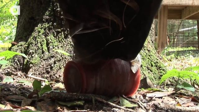 Big Cat Popsicles! смотреть онлайн