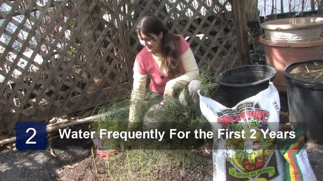 Vegetable Gardening : How to Take Care of Asparagus Plants смотреть онлайн