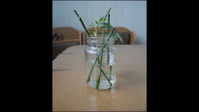 Как правильно укоренить розы из букета в воде смотреть онлайн