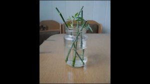 Как правильно укоренить розы из букета в воде