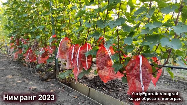 ? Когда обрезать виноград. Нужна ли закалка винограду. Как нарезать черенки для себя. Нимранг 2023.