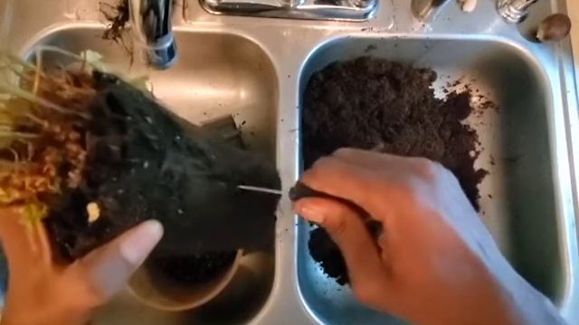 How to Treat Root Bound Plant w/ Dryopteris affinis Cristata смотреть онлайн