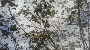 Яблоня сорта «Богатырь» радует своими яблоками даже поздней осень