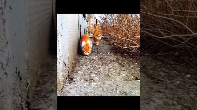 брутальные рыжие коты смотреть онлайн