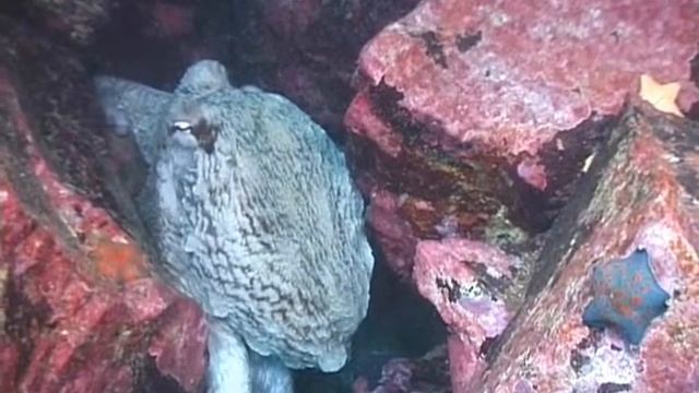 Осьминог/Octopus смотреть онлайн
