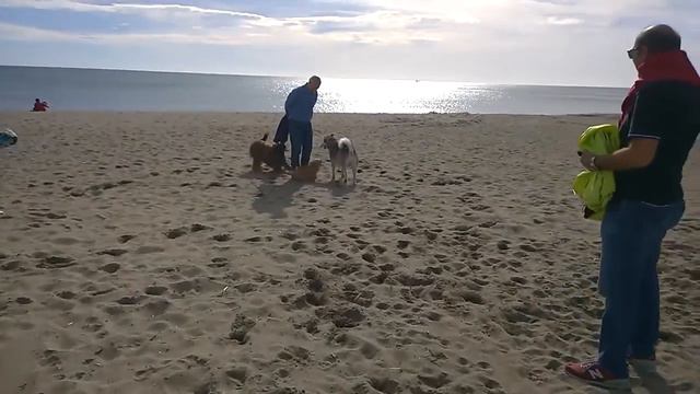 Alina (Briard) und Gizmo (Norwich Terrier) haben Spaß am Strand 2018 (heller) смотреть онлайн