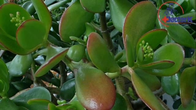 ДИҚҚАТ! БУ ГУЛ ХАММАНИ УЙИДА БОР АММО ФОЙДАСИНИ ХЕЧКИМ БИЛМАЙДИ. смотреть онлайн