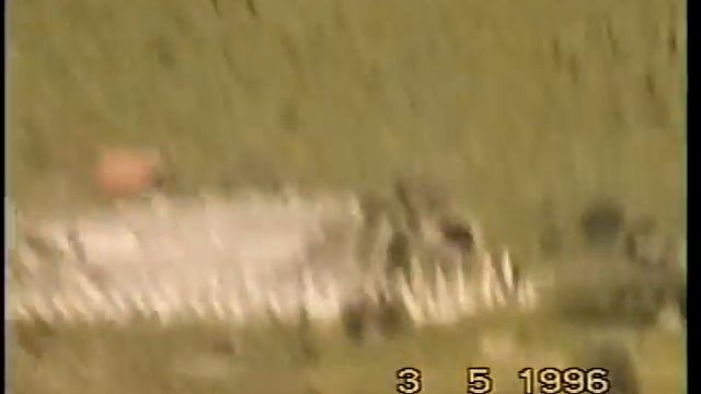 Соревнования по подводной охоте. Турция май 1995 смотреть онлайн