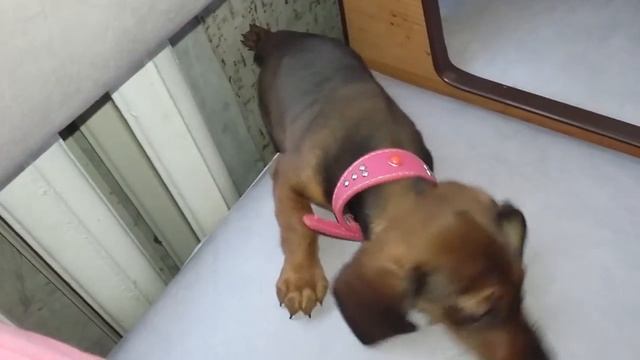 Нереально!!!!!2мес щенок таксы в лёт залазит на диван!!! смотреть онлайн