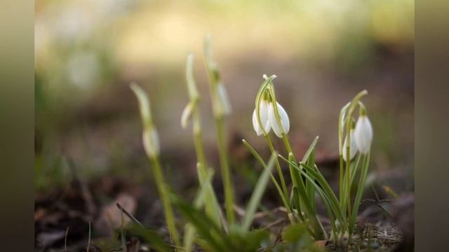 Фото - Донских Марианна смотреть онлайн