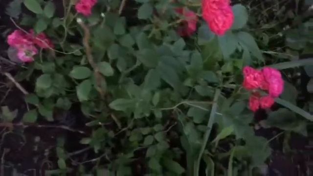 Розы ПУЧИНИ (Puccini)