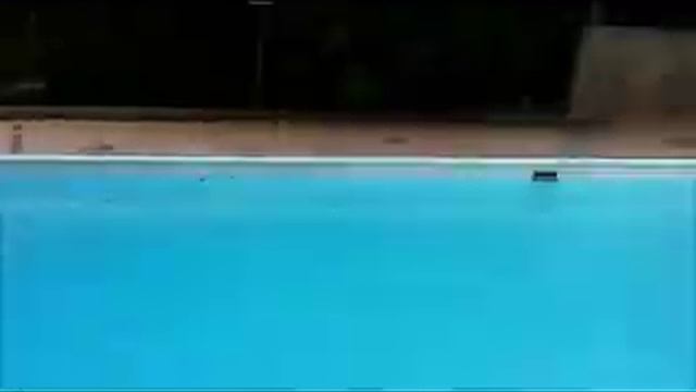 Awesome!!! DOG DIVING FOR TOY!!!! смотреть онлайн