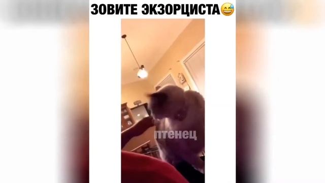 Лучшая подборка приколов за январь 2019!!! #13 ГОРЯЧИЕ ДЕВОЧКИ ;) смотреть онлайн