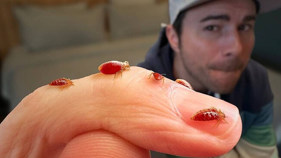 Постельные Клопы - то, что Вам Говорили, Неправда смотреть онлайн