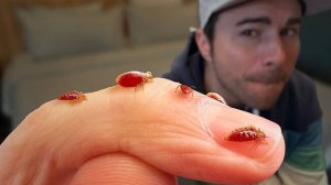 Постельные Клопы - то, что Вам Говорили, Неправда