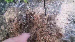 Сохнут кусты голубики ? что может быть, один из вариантов.