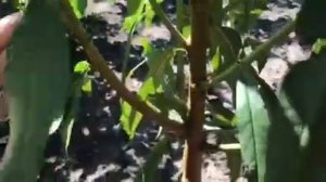 Обрезка персика при посадке в сад