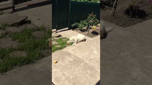 Маремма-Абруццкая овчарка и котёнок смотреть онлайн