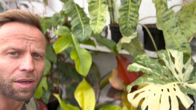 KTÓRE ROŚLINY WARTO TERAZ NABYWAĆ? 😍Monstera adansonii variegata🍃 HIT 2022 roku смотреть онлайн